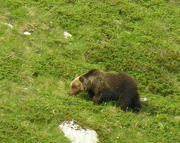 Orso marsicano in libertà tra i prati del Parco: incontri straordinari durante le Escursioni Parco Nazionale d’Abruzzo.