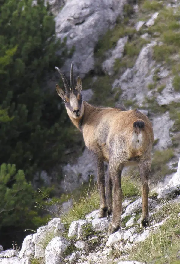 Camoscio Appenninico tra le rocce del Parco: incontri autentici nella natura intorno al Campeggio a Opi.