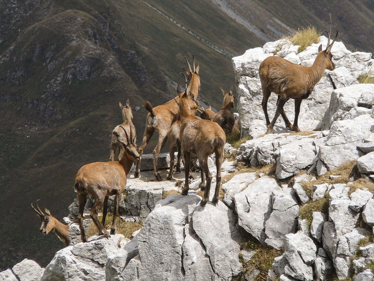 Camosci tra rocce e pascoli in alta quota, lungo i sentieri delle Escursioni Parco Nazionale d’Abruzzo: natura selvaggia e incontri autentici.