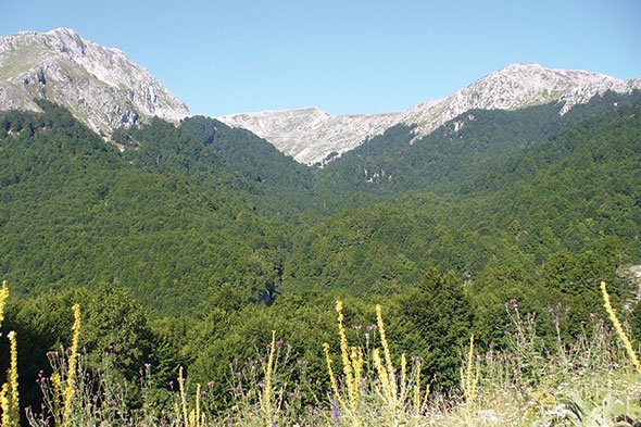 Veduta sulle vette e le faggete del Parco Nazionale d’Abruzzo: scenari spettacolari lungo le Escursioni Parco Nazionale d’Abruzzo.
